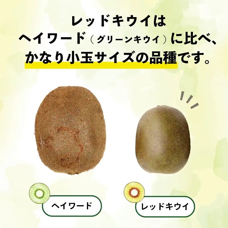 レッドキウイ 2kg 訳あり マル南フルーツ レッドキウイ  F010-106029