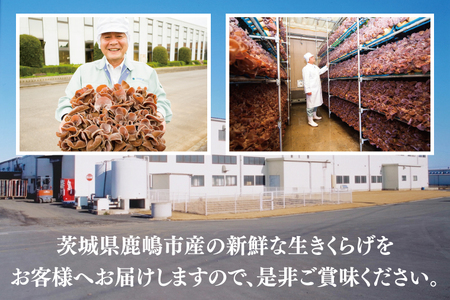 きくらげ 国産 1.8kg 農薬不使用 きくらげ 