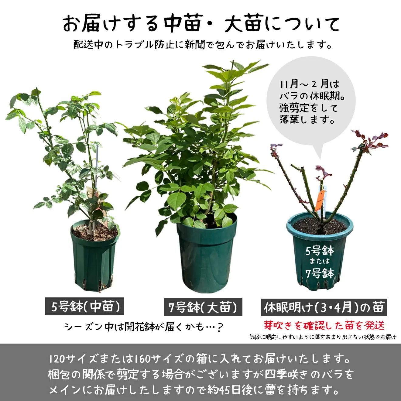 ＜色が選べる♪＞花巻温泉バラ園で育った「バラ大苗」7号サイズ -赤-　【1663】