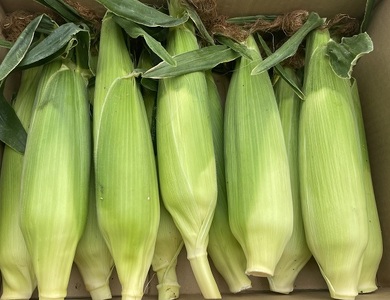 朝採れ！とうもろこし【おおもの】5kg（11本～13本）【令和7年6月下旬頃】【L-47】