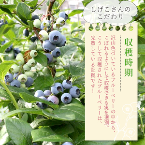 冷凍 ブルーベリー 約1.2kg 300g×4パック 小分け 便利 しげこさんのブルーベリー 甘い 大粒 ジャム お菓子 スイーツ デザート アイス 果物 フルーツ ブルーベリージャム 無農薬 化学肥料不使用 岐阜県 東白川村産 産地直送 大容量