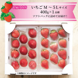 いちご 1種 400g ( 200g × 2 )  6?12月お届け 苺 果物 くだもの フルーツ おやつ ストロベリー strawberry 岩手県 大船渡市