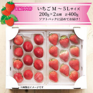 いちご 2種 400g (200g×2) 1?5月お届け 苺 果物 くだもの フルーツ おやつ ストロベリー strawberry 岩手県 大船渡市