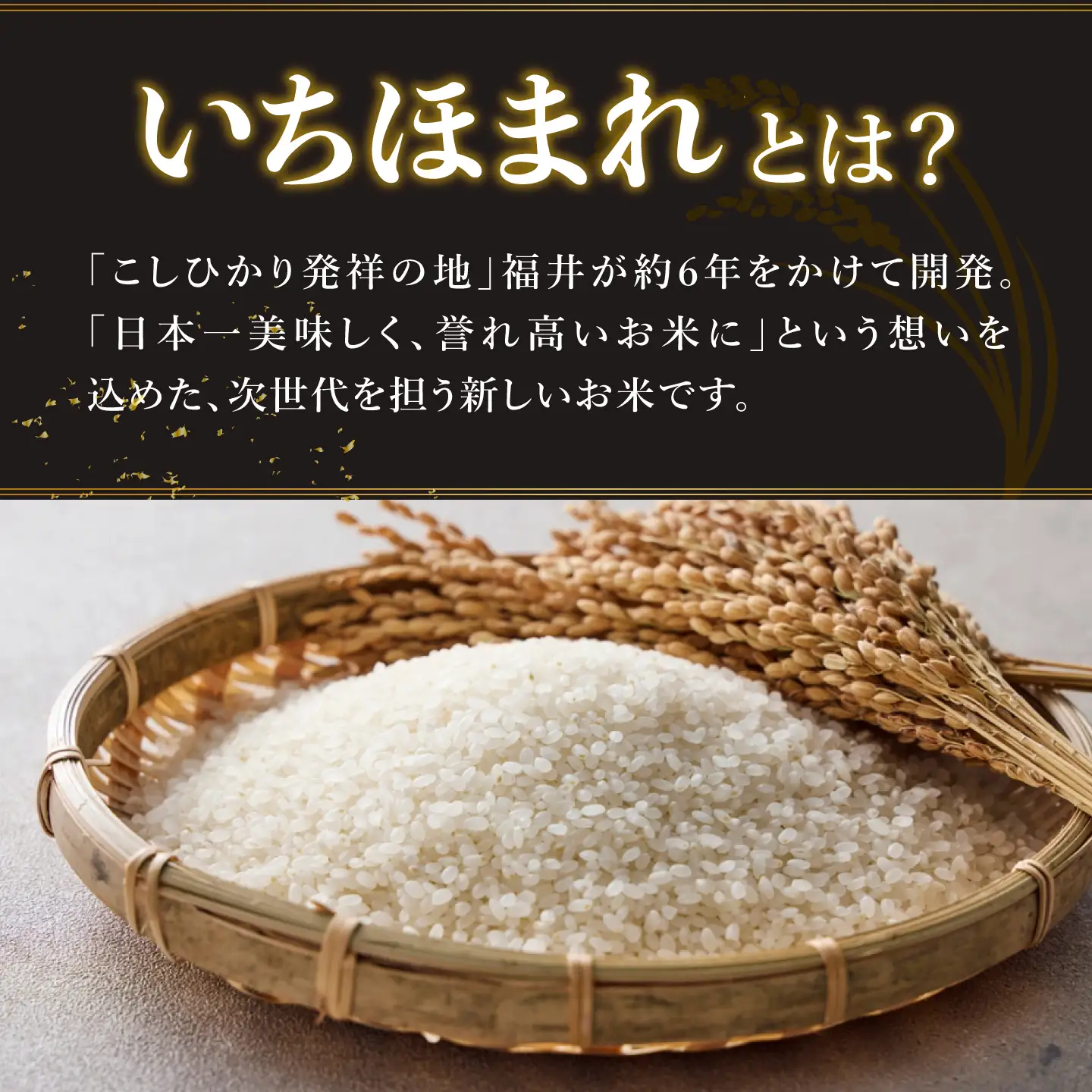 【寄付額見直し】令和7年産 いちほまれ 10kg（5kg × 2袋）お米 ごはん