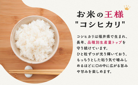 【令和5年福井県若狭町産】 コシヒカリ 1等米 精米10kg お米ブランド米 コシヒカリ