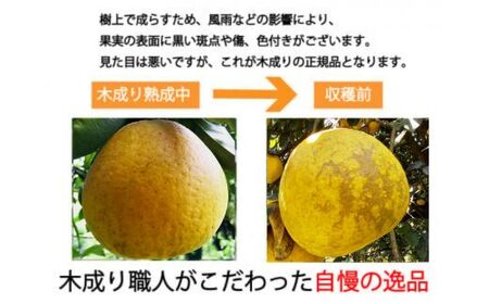 愛南ゴールド ( 河内晩柑 ) 6kg 樹齢30年 木成り 完熟プレミアム 柑橘 みかん 和製 グレープフルーツ 完熟 常温 愛南町青果市場 愛媛県 発送: 7月下旬? (なくなり次第終了)