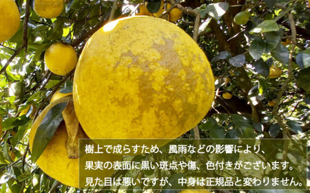 訳あり 愛南ゴールド ( 河内晩柑 ) 7kg 樹齢30年 木成り 完熟 柑橘 みかん 和製 グレープフルーツ 傷 不揃い 規格外 常温 愛南町青果市場 愛媛県 発送: 7月下旬?なくなり次第終了