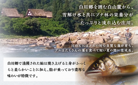 白川村産 飛騨庄川の天然鮎 12尾 18cm以上 鮎 天然 あゆ 魚 岐阜県 白川郷 世界遺産 塩焼き BBQ 30000円 [S512_12bi]