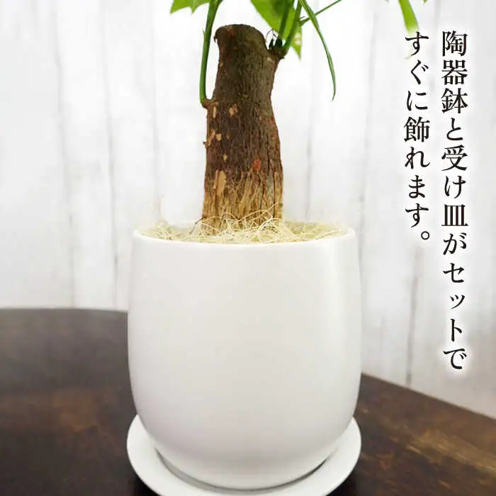 発財樹『 パキラ 』 money tree  糸島市  / cocoha  観葉植物 グリーン インテリア [AWB026]