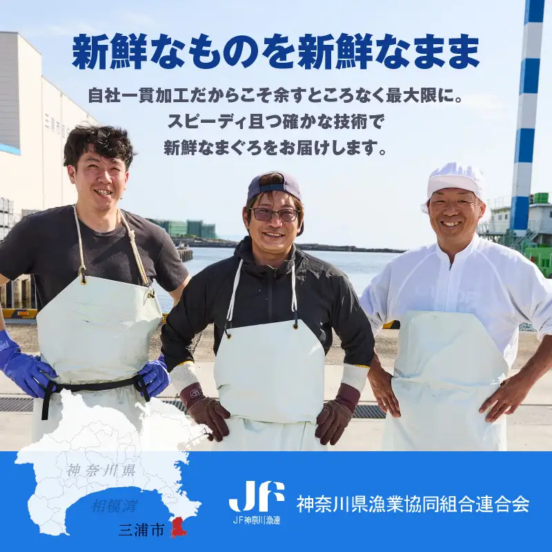 お正月 用 メバチ鮪 柵 セット（ 神奈川県漁連 ） M077-006-02 冷凍 マグロ