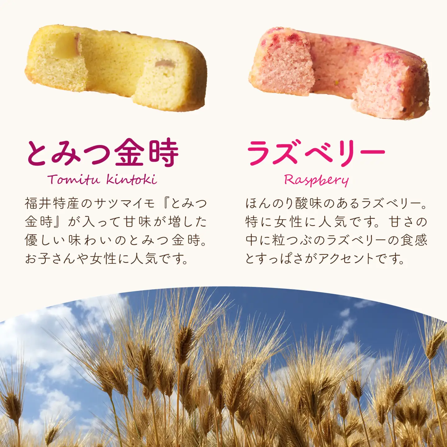福井産六条大麦焼きドーナツセット（5種類×2 計10個） [A-034001] 