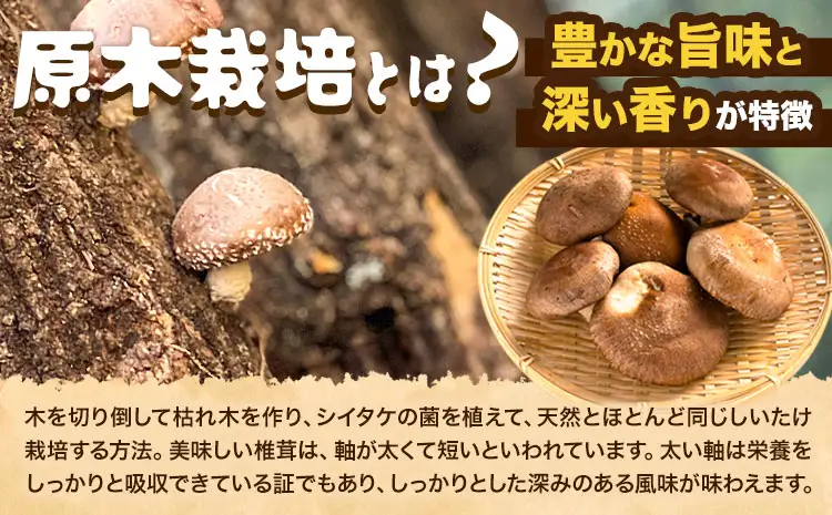 阿蘇・産山村産 原木生しいたけ 小玉900g(150g×6袋) 椎茸 しいたけ 生しいたけ しいたけのさかい 《6月中旬-11月下旬頃出荷》原木生しいたけ 贈答 ギフト お中元 お歳暮 熊本 阿蘇 産山村 送料無料 