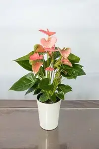 愛んすりうむS アンスリウム 湖東フラワー 滋賀県 東近江市 A-D12 観葉植物 鉢植え 花 プレゼント ギフト お祝い お供え インテリア フラワー グリーン リビング 玄関 飾り おしゃれ