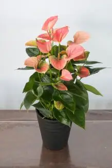 愛んすりうむ（アンスリウム）M（2株寄植え）湖東フラワー 滋賀県 東近江市 B-B05 アンスリウムアンスリューム観葉植物鉢植え花プレゼントギフトお祝いお供えインテリアフラワーグリーンリビング玄関飾りおしゃれ