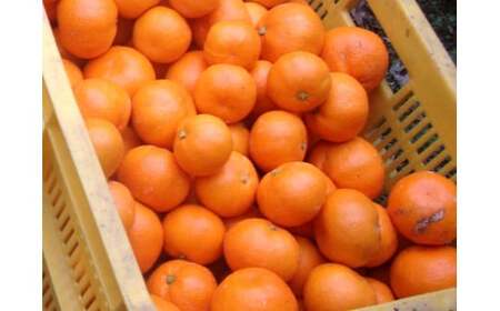 【訳あり】農家直送 有田みかん 約10kg ご家庭用 サイズ混合 ※2026年11月中旬から2027年1月中旬までに順次発送予定（お届け日指定不可）※北海道・沖縄・離島への配送不可　訳ありみかん 温州みかん サイズ混合 訳ありみかん 温州みかん 有機質肥料100% ふるさと納税 柑橘 有田 産地直送 みかん ミカン 【nuk138H】