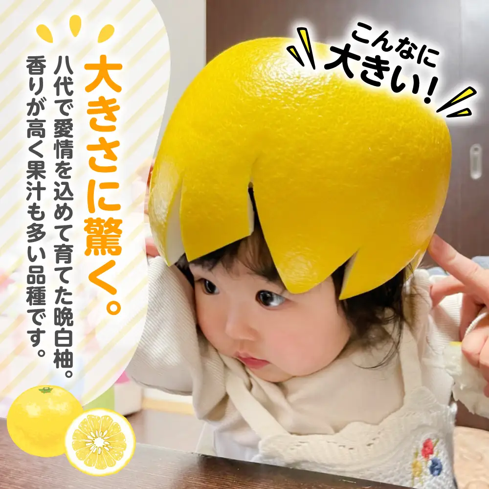 柑橘 【先行予約】熊本県 八代市産　晩白柚　2玉 2Lサイズ 約4kg 【2027年1月上旬より順次発送】 柑橘