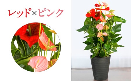 愛んすりうむ（アンスリウム）L（2株寄植え／大） 湖東フラワー 滋賀県 東近江市 C17 アンスリウム アンスリューム 観葉植物 鉢植え 花 プレゼント ギフト お祝い お供え インテリア フラワー グリーン リビング 玄関 飾り おしゃれ 手入れ簡単 長持ち 室内 贈答 滋賀県産 ボリューム 赤 桃色 2色