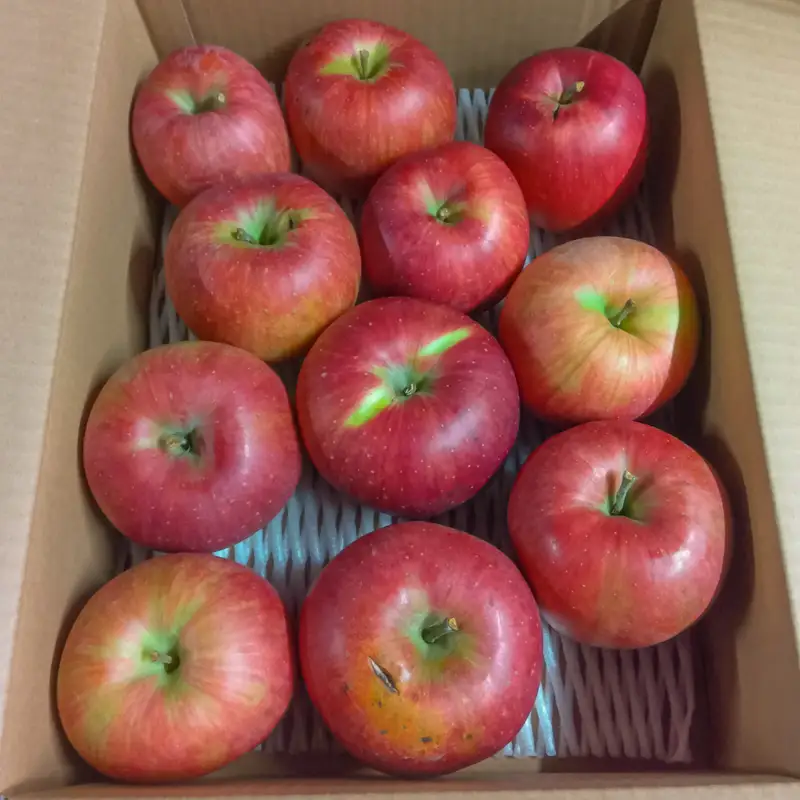 [家庭用]山形産 りんご (シナノスイート) 3kg(10月16日～10月31日頃)【令和8年産先行予約】FS25-769