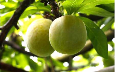 先行予約 すもも（ソルダム）2kg ※6月中旬～7月中旬頃に順次発送予定【期間限定・数量限定・2027/6/20まで】 / スモモ お取り寄せ 期間限定 夏 フルーツ 果物 和歌山県 田辺市【mtm005-1】