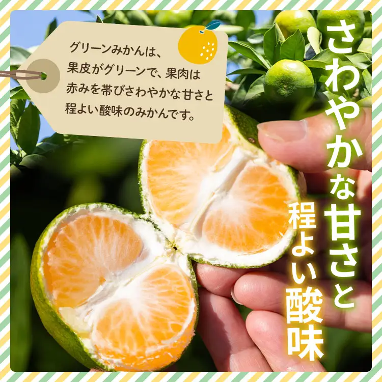【2026年9月より順次配送】訳あり グリーンみかん 約5kg みかん be-0111