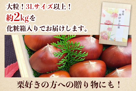 【数量限定・締切9月15日】＜西予市城川産 大きな生栗 3Lサイズ 約2kg（化粧箱入り）＞ 特大 大粒 マロン 焼き栗 栗ご飯 モンブラン 特産品 メニークエスト 愛媛県 西予市【冷蔵】『9月20日以降～9月末頃迄に順次出荷予定』SMQ0011