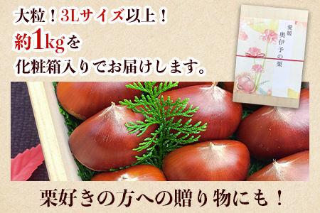 【数量限定・締切9月15日】＜西予市城川産 大きな生栗 3Lサイズ 約1kg（化粧箱入り）＞ 特大 大粒 マロン 焼き栗 栗ご飯 モンブラン 特産品 メニークエスト 愛媛県 西予市【冷蔵】『9月20日以降～9月末頃迄に順次出荷予定』SMQ0010