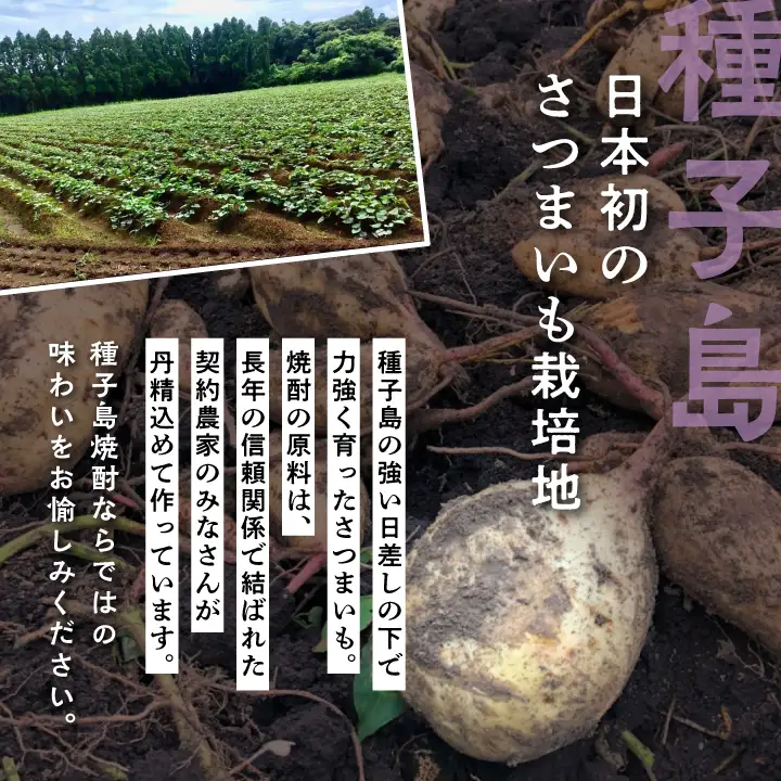 【宇宙に一番近い蔵】「南泉」35% 1800ml 6本セット【上妻酒造】
