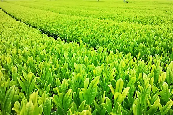 松阪の深蒸し煎茶とかぶせ茶の３本セット【000054】