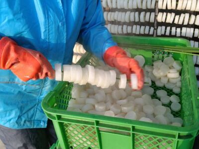 《先行予約》【2024年2月上旬より発送】【訳あり】簡易包装 大容量 家庭用 奥飛騨山之村 寒干し大根 伝統保存食 乾物 干し大根 煮物 すき焼き おでん 漬物 500g×1袋[Q1270]