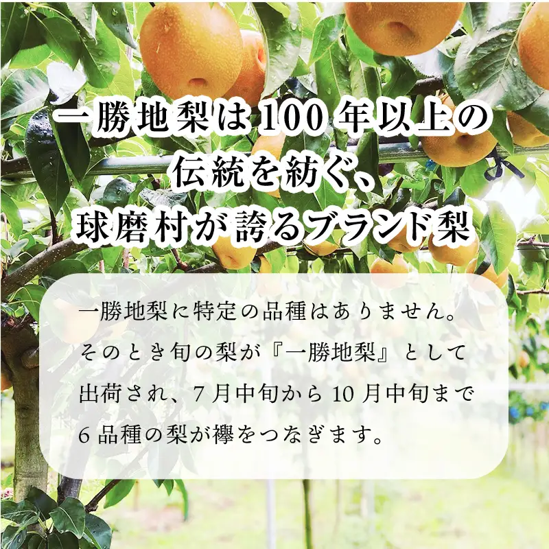 FKP9-717 【先行予約】里山の恵み梨（約2.5kg）