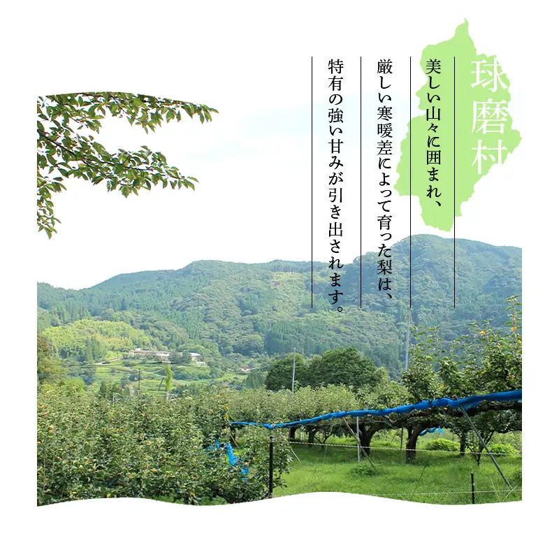 FKP9-653 【先行予約】一勝地梨/新高 約5kg なし ナシ 梨 デザート フルーツ 果物 くだもの 果実 食品