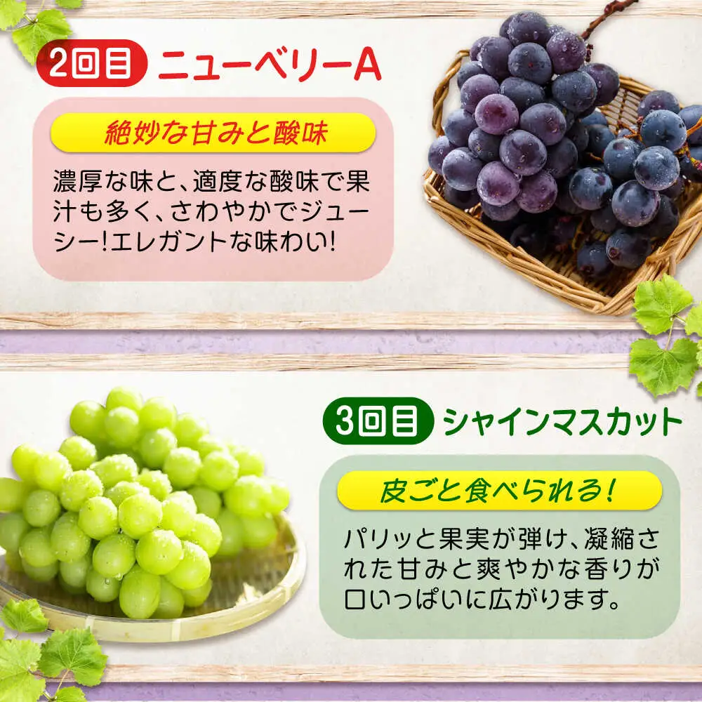 【全3回定期便】3種の沼隈ぶどう定期便 各2kg [BAEV003] ピオーネ ニューベリーA シャインマスカット