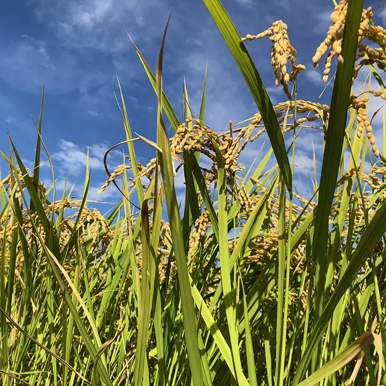 【令和8年度米】【新米予約】農家直送「富富富」10kg（白米）｜富山米 ふふふ ※2026年9月～発送