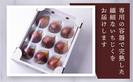 【定期便】《2027年発送》 完熟 いちじく 9-12玉 ［極］大玉 定期便 3カ月