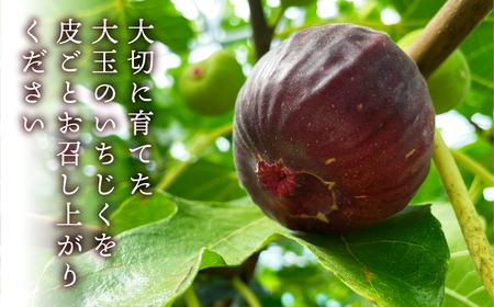 先行予約 完熟 いちじく［極］ 2026年6月～お届け いちじく イチジク フルーツ 果物 いちじく 