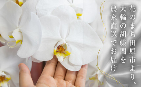 中村洋ラン  胡蝶蘭 大輪 3本立ち 白 ラッピング ／ お花 生花 室内装飾 愛知県 特産品 産地直送 田原市 渥美半島 大輪の胡蝶蘭 3本立ちの胡蝶蘭 ラッピング胡蝶蘭