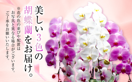 胡蝶蘭 大輪 5本立ち ミックス（花 3色）花