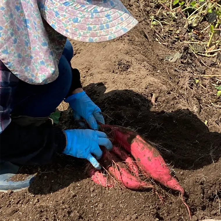 【2026年10月下旬発送開始】桜川産 さつまいも 紅はるか 5kg 茨城県 サツマイモ べにはるか 芋 甘い [SC029sa]