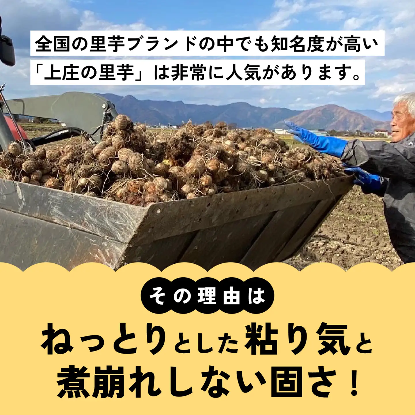 【先行予約】訳あり！上庄の里芋　5kg【土付】【11月より順次発送】