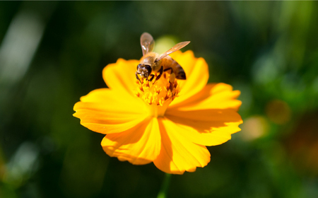 純粋ハチミツ 2種セット (アカシア500g×1 山桜500g×1) 瑞浪市 / honey shop Bee farm asano 蜂蜜 はちみつ [AZBT013]