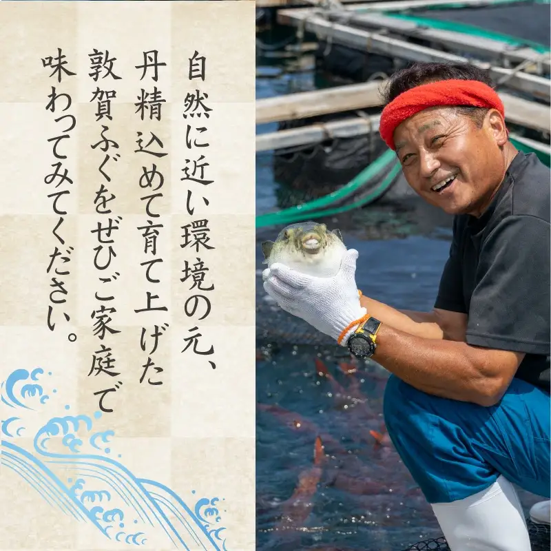 ＜先行予約＞【11月発送】フグ 敦賀ふぐ鍋てっさ セット（2～3人前）【冷蔵 海鮮 てっちり てっさ 刺身 トラフグ ふぐ 河豚 鍋 なべ】