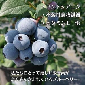 【摘みたてフレッシュ】一粒一粒ていねいに摘み取ったブルーベリーを生のままお届け　900g(150g×6パック）［ 摘みたてフレッシュ ブルーベリー 生 セット 果物 フルーツ 人気 おすすめ ギフト プレゼント お取り寄せ 通販 送料無料 ふるさと納税 ］