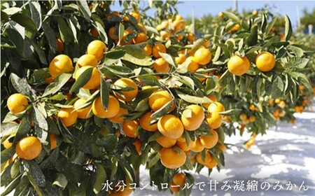 先行予約 原口みかん 特秀品 8kg 傷み保証分含む CCT004 みかん みかん