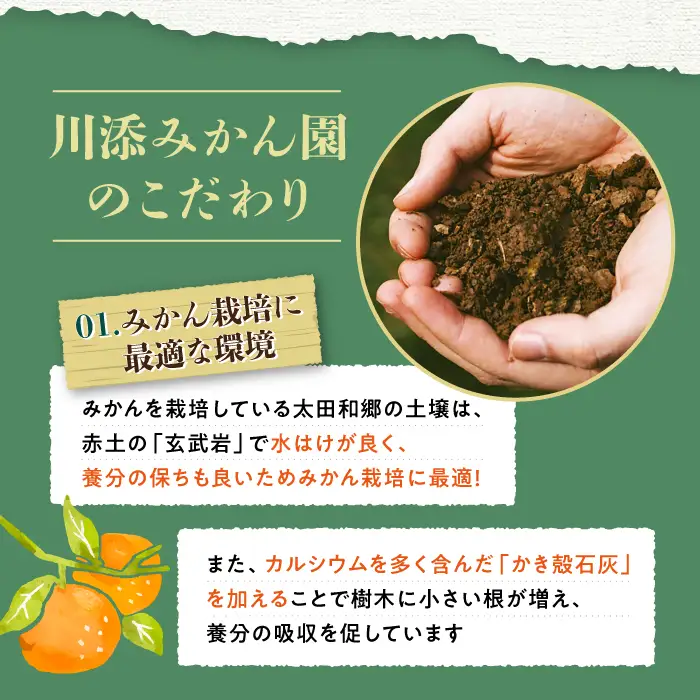 不知火 約6.5～7kg CCT010 不知火