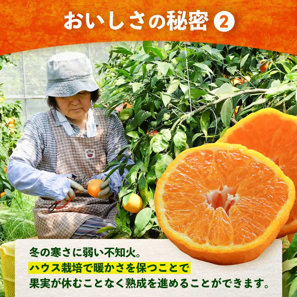 デコポン 不知火 3kg ＜原口果樹園＞ CCW005 デコポン みかん