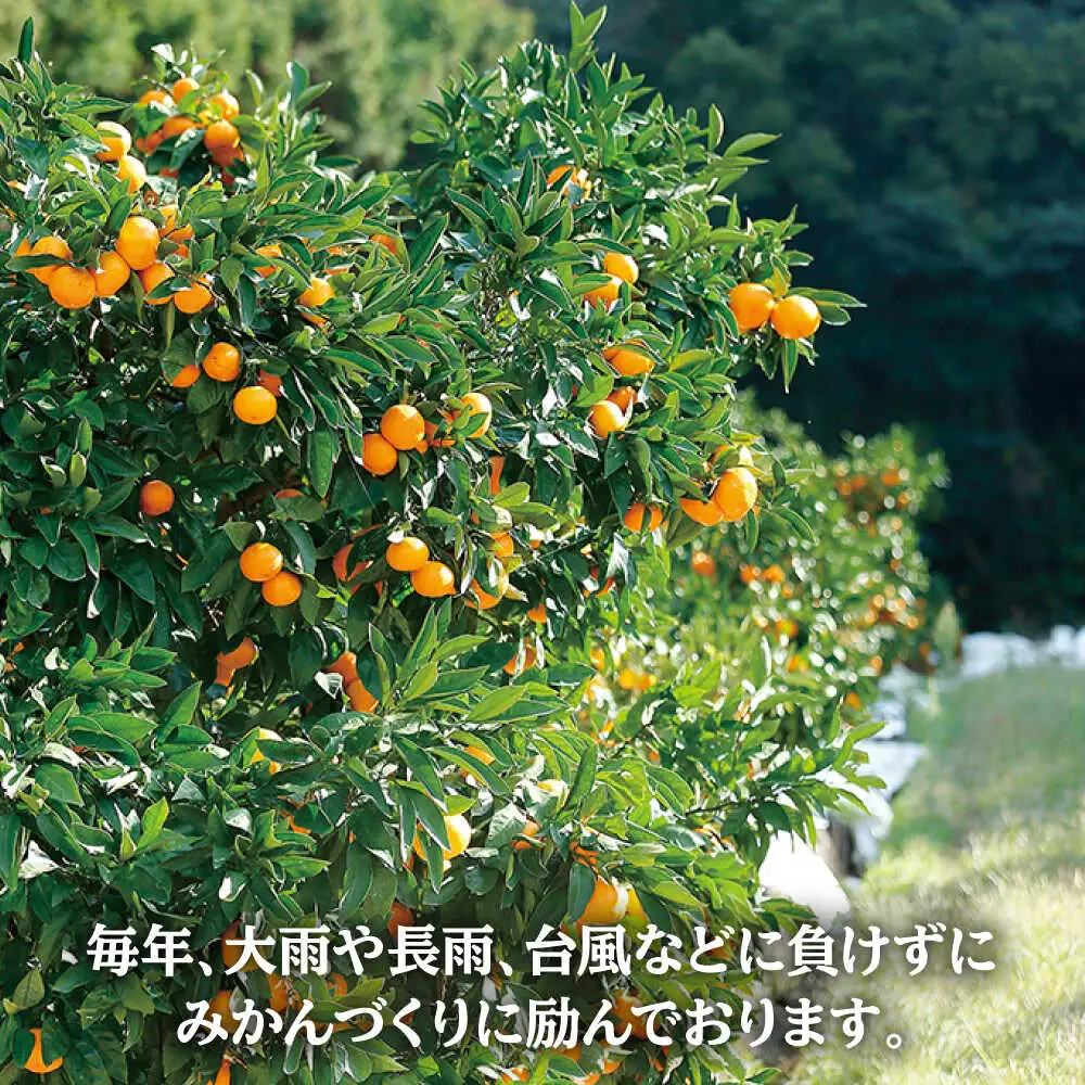 【1月上旬より順次配送】 津之望 みかん 約5kg みかん＜原口果樹園＞ [CCW009]