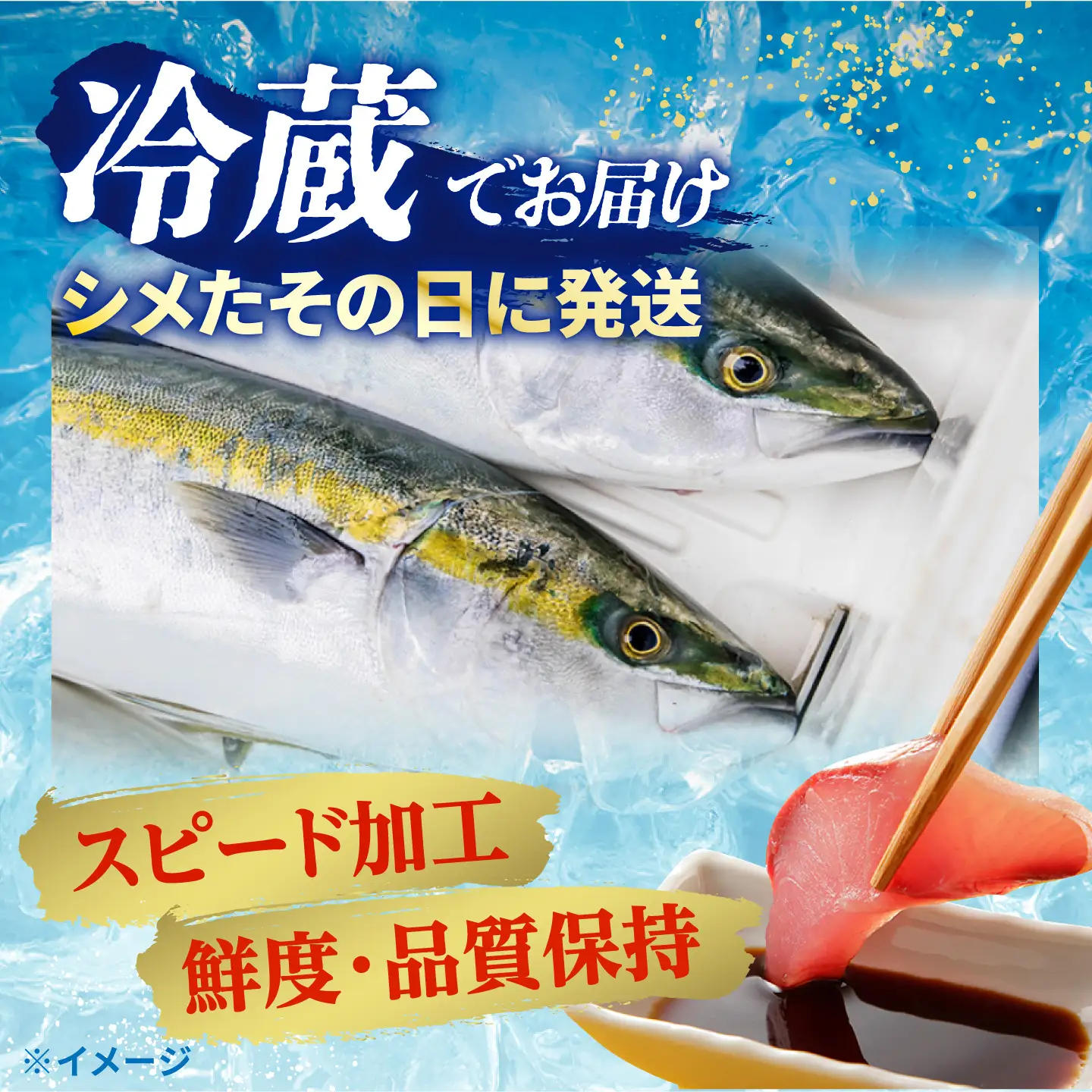 【復活】魚 養殖 ブリ「光鰤」1本 3kg? 刺身 ブリしゃぶ ＜小山水産＞ [CDZ006]