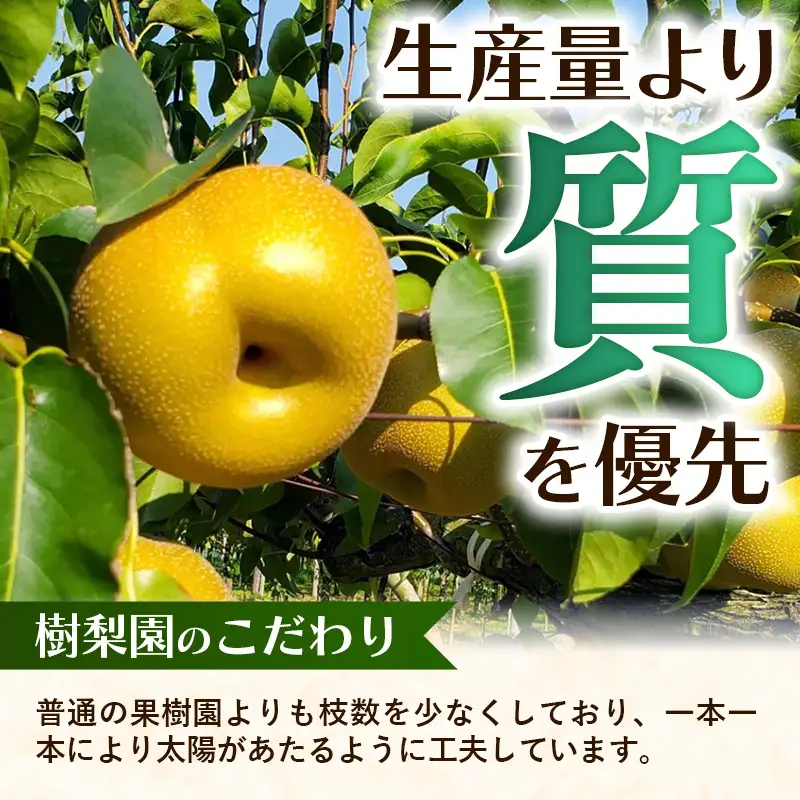 ＜品種おまかせ＞季節の梨 約5kg(10～16玉入り) 豊水 秋月 新興【梨 なし ナシ ほうすい あきづき しんこう フルーツ 果物 果実 旬 贈答 ギフト おすすめ 人気 おまかせ 福岡県 筑前町 送料無料 AK003】【価格改定X】