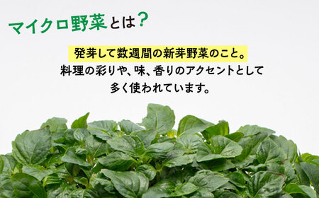 マイクロ野菜 4点セット〈 赤しそ 青しそ 三つ葉 春菊 〉【諏訪農林】[TDO002]