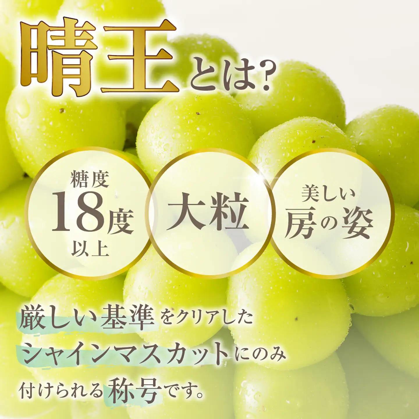 2027年発送 定期便 岡山県産 シャインマスカット 晴王 秀品 大房 約5kg・5～9房目安×10回発送【シャインマスカット】
